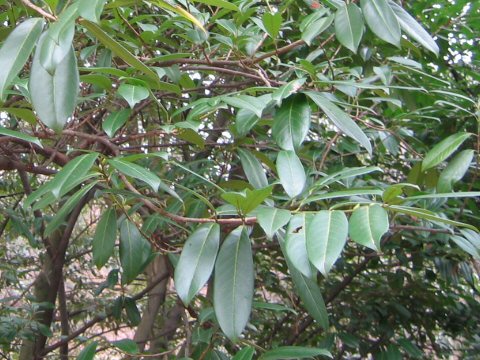 Prunus laurocerasus