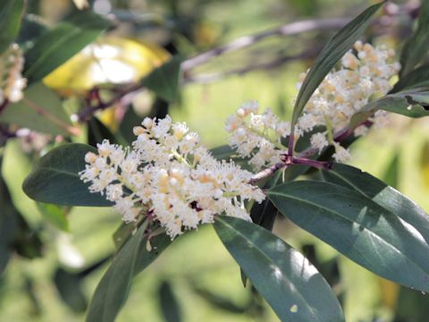 Prunus laurocerasus