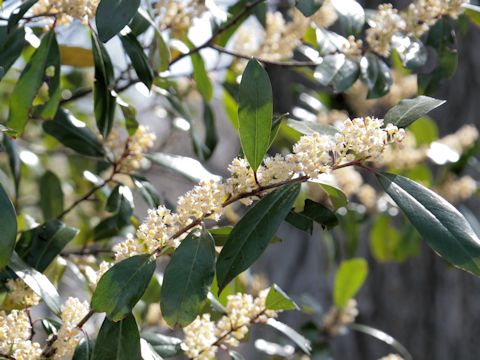 Prunus laurocerasus