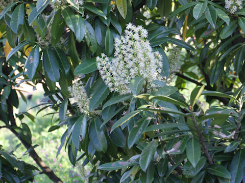 Prunus laurocerasus cv. Mount Vernon