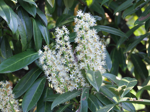 Prunus laurocerasus cv. Mount Vernon