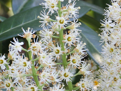 Prunus laurocerasus cv. Mount Vernon