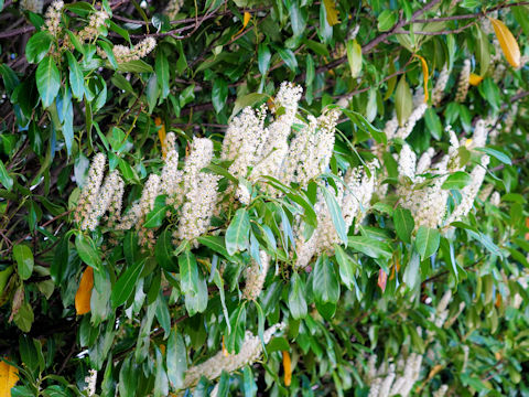 Prunus laurocerasus cv. Mount Vernon