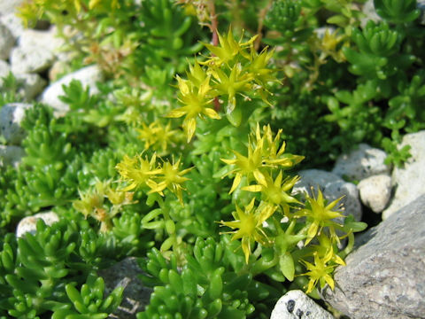 Sedum graeca