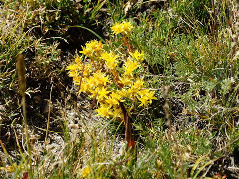 Sedum lanceolatum