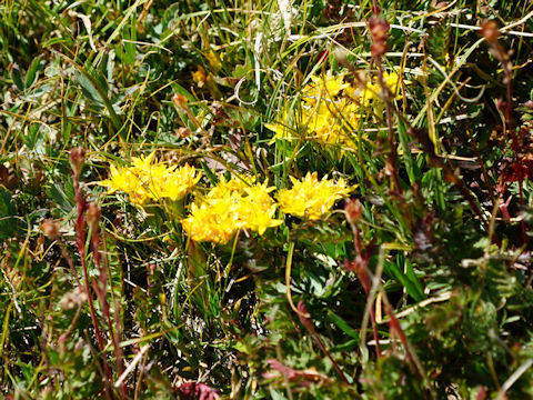 Sedum lanceolatum