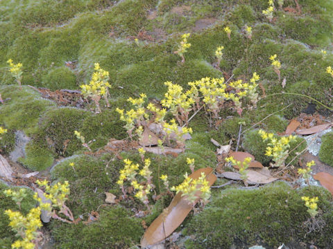 Sedum nuttallianum