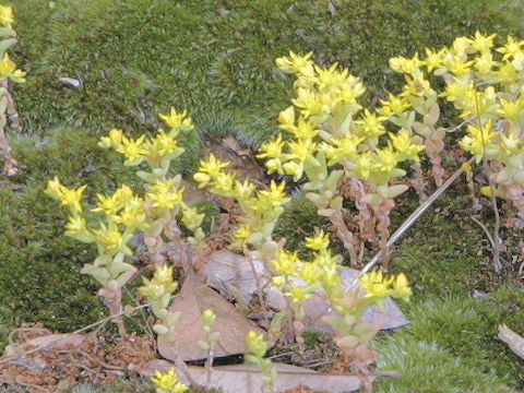 Sedum nuttallianum