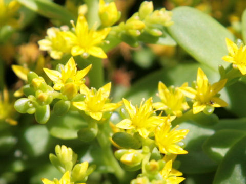 Sedum oreganum