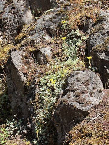 Sedum oreganum