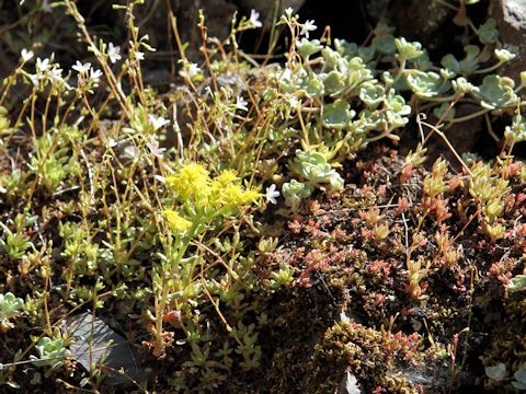 Sedum oreganum