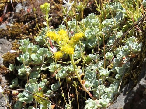 Sedum oreganum