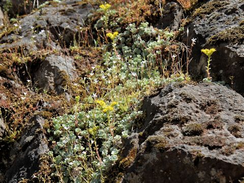 Sedum oreganum