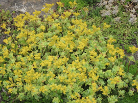 Sedum oreganum