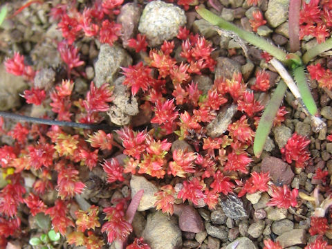 Sedum sediforme