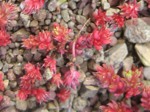 Sedum sediforme