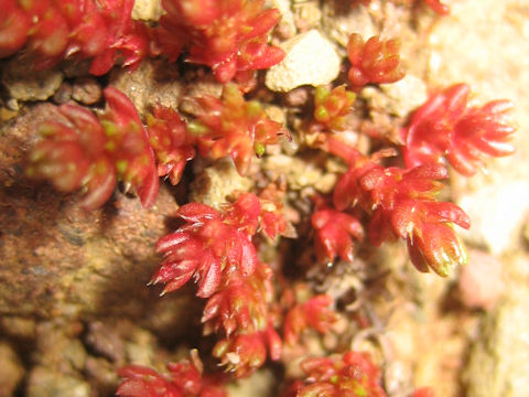 Sedum sediforme