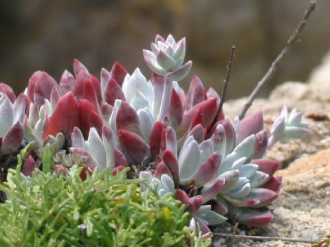 Sedum spathulifolium