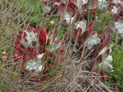 Sedum spathulifolium