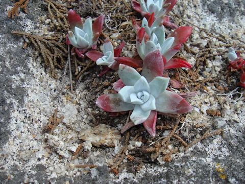 Sedum spathulifolium