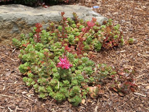 Sedum spurium