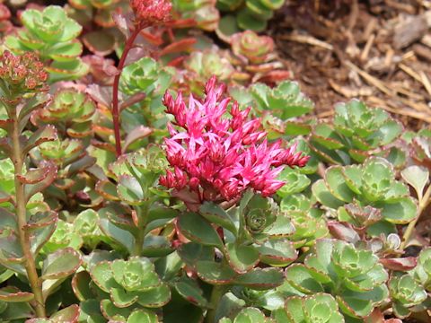 Sedum spurium