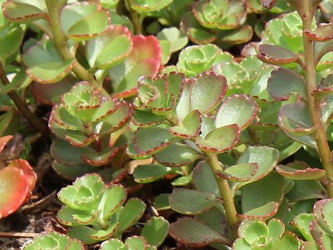 Sedum spurium