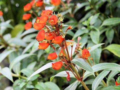 Gloxinia sylvatica