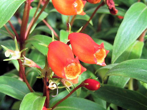 Gloxinia sylvatica