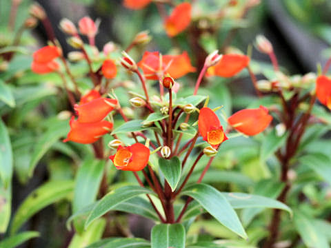 Gloxinia sylvatica