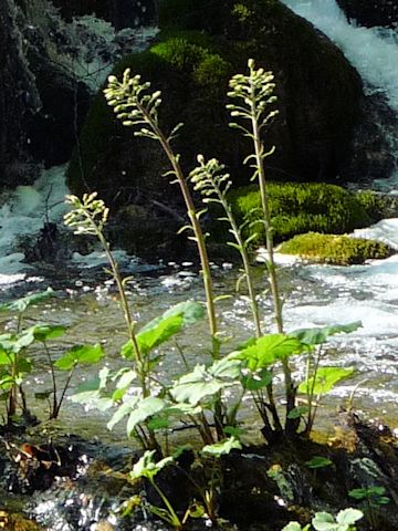 Petasites hybridus