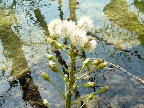 Petasites hybridus