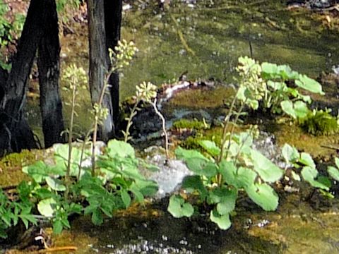 Petasites hybridus