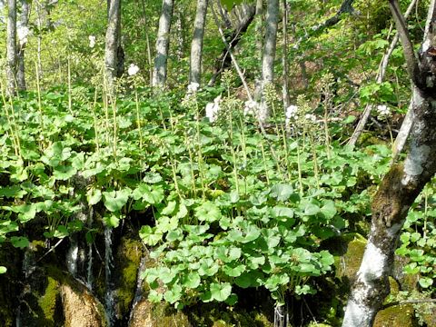 Petasites hybridus