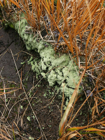 Dibaeis baeomyces