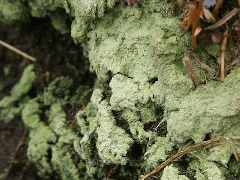 Dibaeis baeomyces