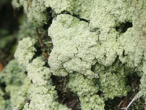 Dibaeis baeomyces