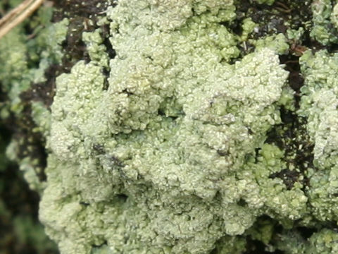 Dibaeis baeomyces