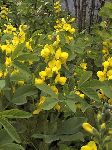 Thermopsis lupinoides