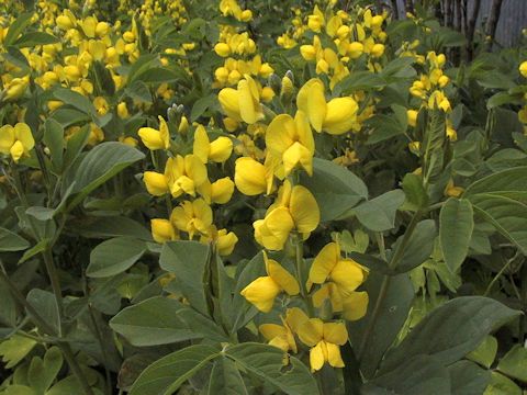 Thermopsis lupinoides