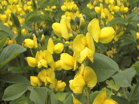 Thermopsis lupinoides