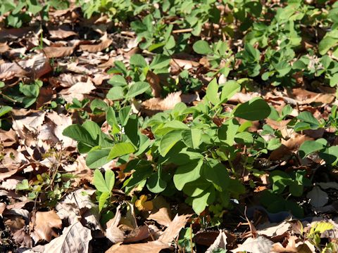 Thermopsis lupinoides