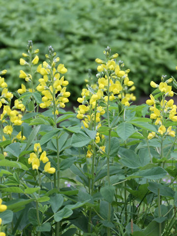 Thermopsis lupinoides