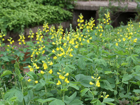 Thermopsis lupinoides