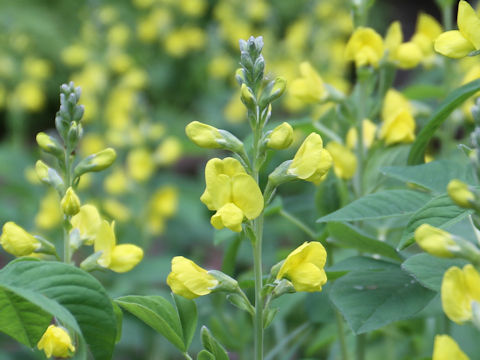 Thermopsis lupinoides