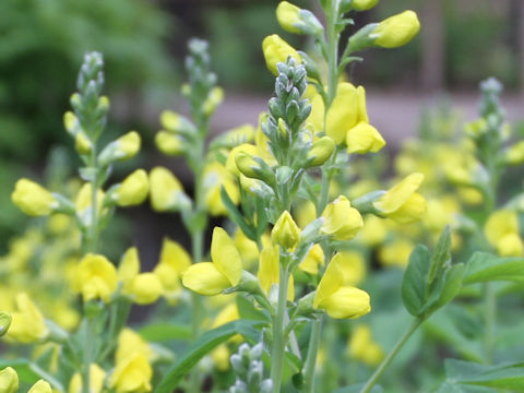 Thermopsis lupinoides