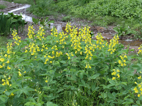 Thermopsis lupinoides