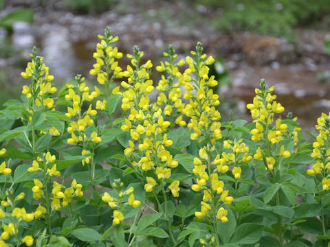 Thermopsis lupinoides