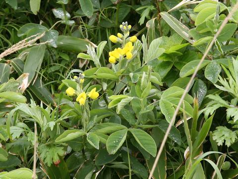 Thermopsis lupinoides