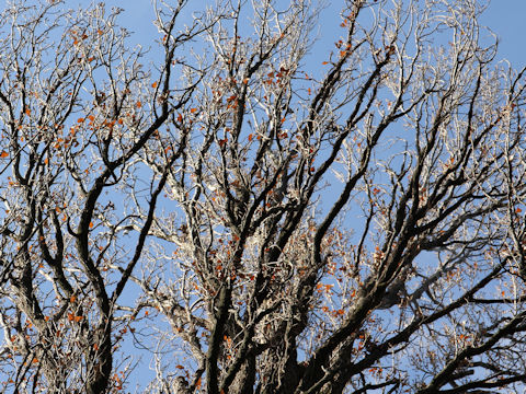 Populus nigra cv. Italica